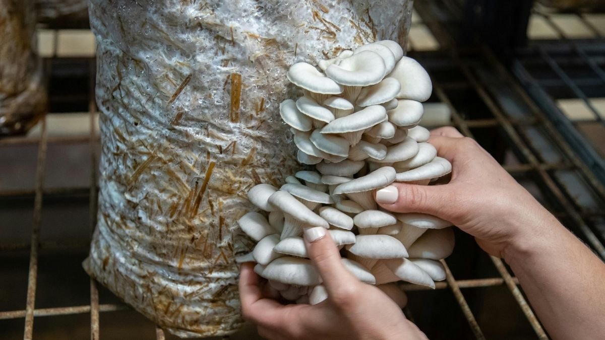 a person harvesting fruiting body from a spent mushroom substrate