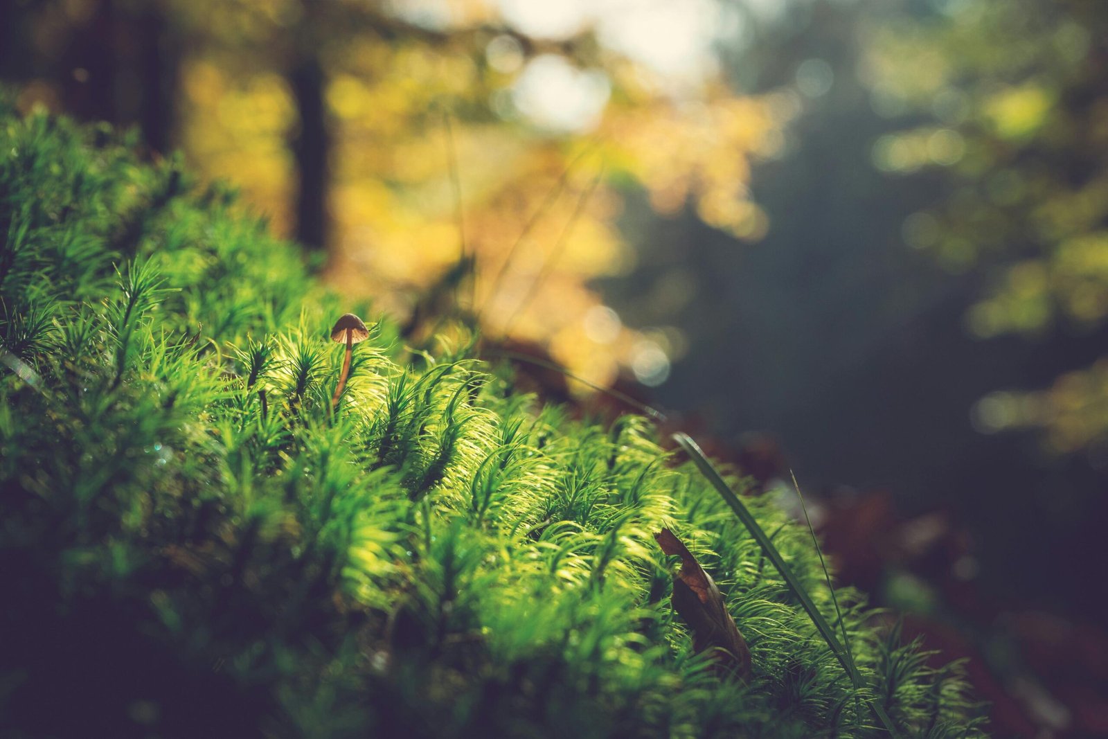 small fungal mushroom cap growing out of a grassy hill in a forest