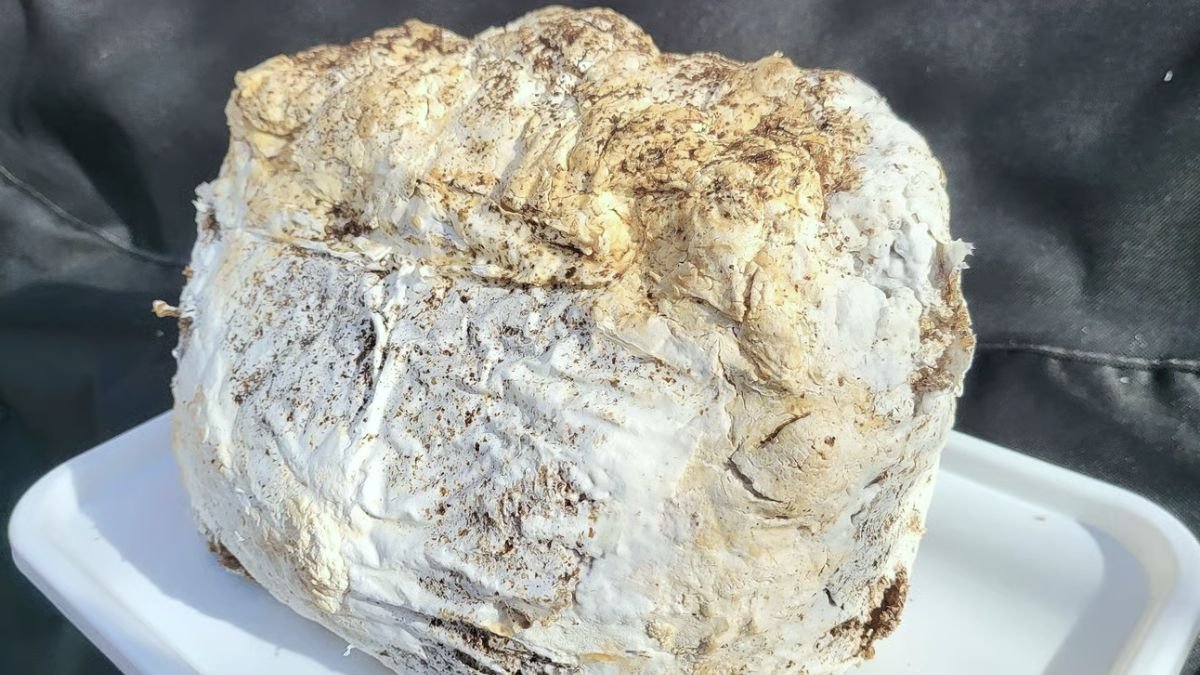 spent mushroom substrate in a white tray